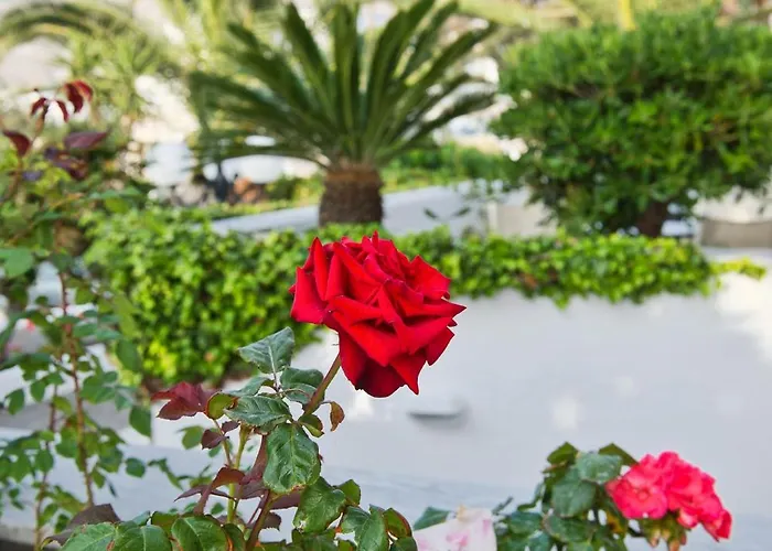 酒店 马卡里奥斯酒店 3*